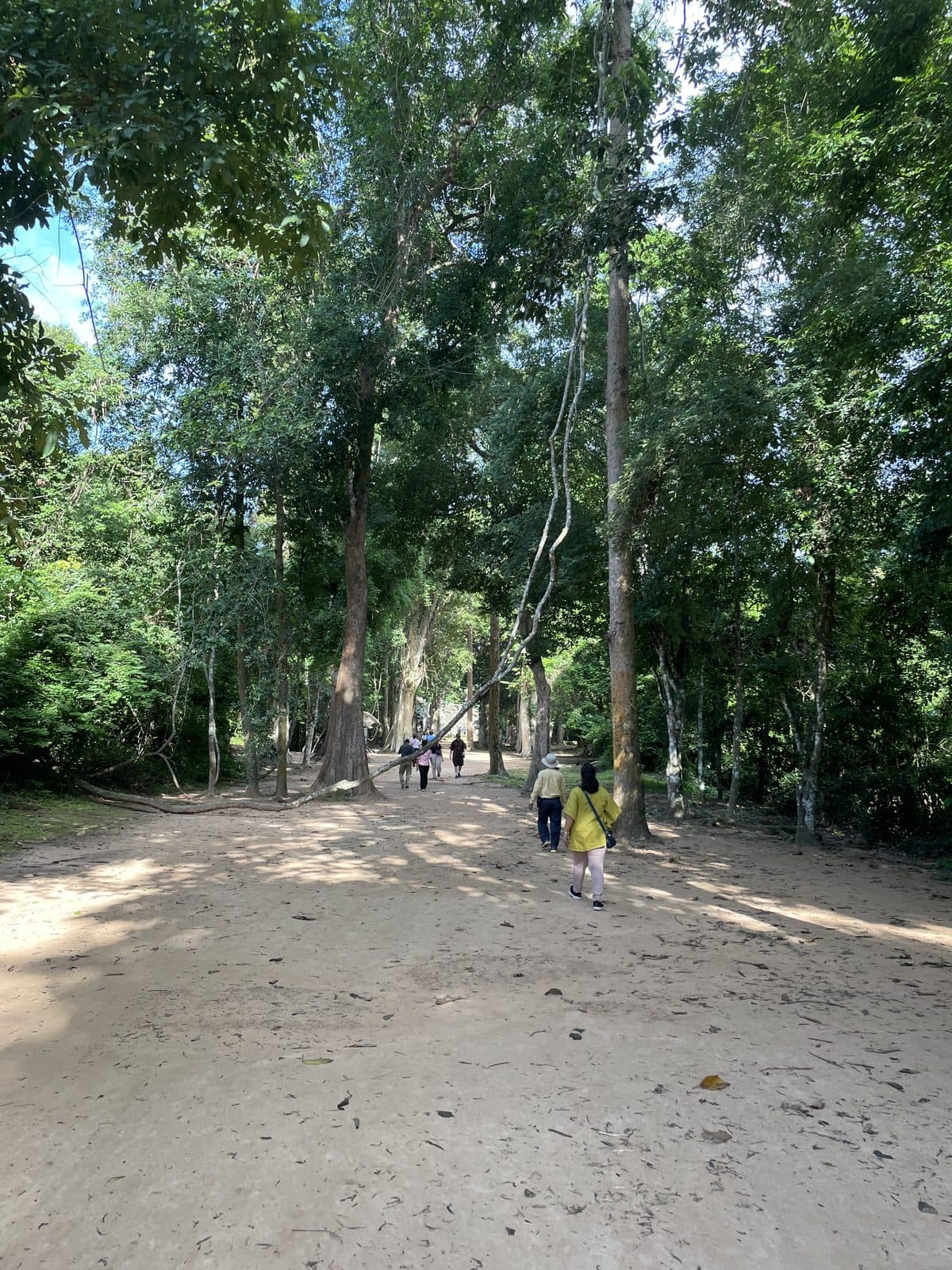 A sandy path winding through tall forest canopy at Ta Prohm
