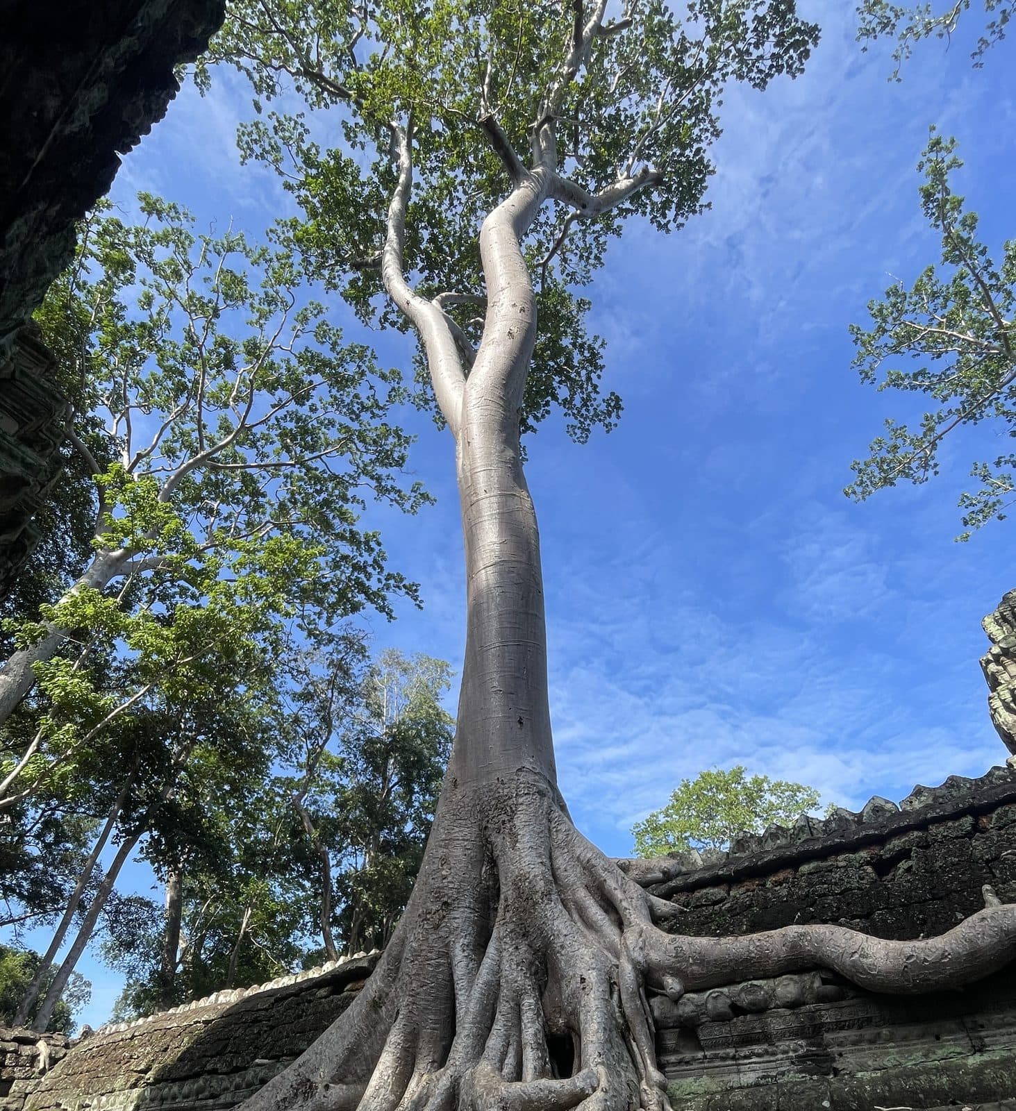 A strangler fig tree's roots overtaking the stone ruins of Ta Prohm